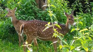 Ooty Wildlife Tour Packages | call 9899567825 Avail 50% Off